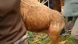 小牛摔坑里了，腿不能动，给抬回去了！