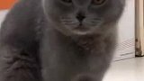 坚强前行，像猫咪一样让痛苦成为过去