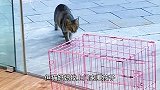 救了一只小流浪猫，猫妈妈找上门来要孩子，给还是不给