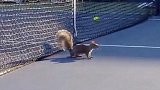 网球赛惊现小松鼠上演“全民捕鼠” 网友：这届安检不行啊
