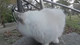 路上遇到一只布偶猫,看了一会确认是流浪猫,小可爱跟我回家吧