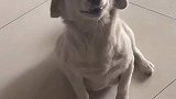狗狗犯错后，眯眼呲牙卖萌讨好主人