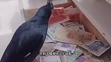 鸟：我对钱不感兴趣 想买啥直接说