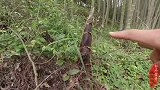 竹林里的春笋拔地而起，农家人的季节美食，大自然的馈赠