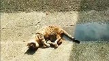 猫咪在睡觉，突然来了一股水流，猫咪接下来的反应太搞笑了