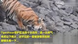 山林偶遇一头猛虎下山喝水，回头对视一刻，才知多霸气！