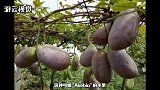 日本“贵族水果”，只有大家庭才能吃得起，放到我国却无人吃