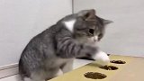 猫咪第一次玩打地鼠游戏，铲屎官都惊呆了，场面笑爆了