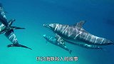 为何海豚对人类如此友好？原来海豚眼中的人类，是这副模样！