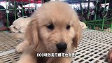 老板说800卖几根毛给我，最后盘他一只精品金毛，非常哇塞