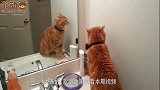 猫咪第一次照镜子，竟吓的说起话来，看完你们别笑