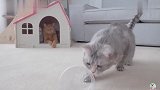 猫粮放在透明杯中,四只猫的智商完全不在线,只有一只最聪明