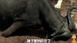 接上集，水牛气愤的开始反击，狮群被围攻，多数受伤