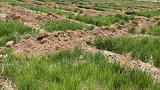 数百亩耕地毁苗种树：“大气污染防治”干嘛要让麦苗给树苗“让道”？