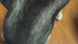 二哈：我在桌子下面睡觉呢，你拖我出来干嘛！