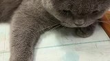 猫：别拿走，我是让你帮我打开的！
