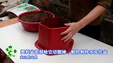 喜欢种花的看过来，教你自制水泥花盆，成本低，简单好看又耐用