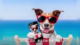 乐山“熊猫”逛大街,步态优雅,查了族谱果然是“贵族”后裔