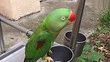 每天逗鹦鹉说话是最欢快的事，有本事你别弄我的头！