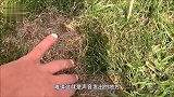 后院传出窸窸窣窣声，男子查找发现神秘洞穴！打开一看当场不淡定