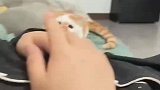 突然给猫咪一下，猫咪直接整懵了