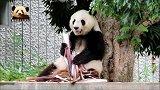 午餐时间到，熊猫旦旦捧着竹笋大饱口福，好可爱呦！