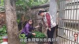 我种的鱼腥草长得真好，今天把嫩叶全部采摘了，妹妹说做凉拌菜吃
