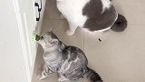 小猫下午茶时间到了，看得我也想啃两下！猫：太上头了，真香呀好物推荐 养猫日常 猫薄荷
