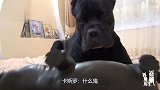 主人给卡斯罗买了只尖叫猪，网友：太费哈喇子