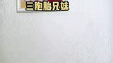 女子晒自家的三胞胎逗笑网友，这分明是大号中号小号！
