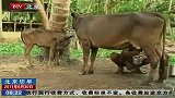世界最小牛身高不足1米 所产牛奶可药用-6月30日