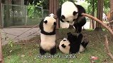 2只熊猫宝宝刚爬上树，突然啪的一声树断了
