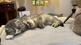 当猫咪在线求抱抱！网友猫都比我男朋友醒悟好！