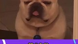 看把斗牛犬困成啥样了，站着都能睡着咯