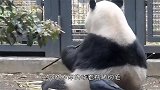 熊猫宝宝被饲养员当成桌子，熊猫：老子是国宝，你将我当桌子