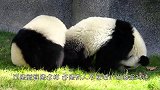熊猫宝宝被饲养员当成桌子，熊猫：老子是国宝，你将我当桌子