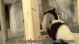 小熊猫越狱被奶妈发现，下秒熊猫妈妈的举动，请大家忍住别笑