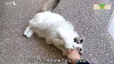 狮子老虎豹子吃猫薄荷，豹子的反应最亮，镜头拍下全过程