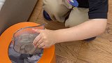 编辑完这个视频，我自己都哭了……我的男孩正在长大，慢慢的什么都学会了，你终将学会一个人面对人生，保护你爱的人。