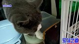 新来的小奶猫没两天就混熟了，见了原住猫伸手就打，胖公猫郁闷了