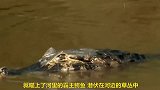 鳄鱼在水中遭猎豹猎杀，这也太打水中霸主的脸了