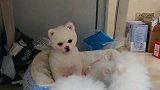 闹闹看着三孩子打闹，眼神里充满了惊恐，孩子多了也闹心啊