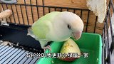 家里的牡丹鹦鹉有了自己的鸟宝宝，鸟妈妈满脸都是母爱