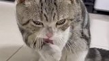 一只要面子的猫，太可爱了