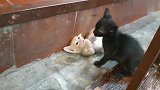 精彩的猫老大干架瞬间，减去了吵架的前奏，直接开撕