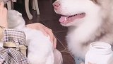 养一只会说话会撒娇的狗子