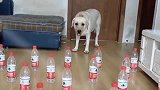 明明是狗走出了猫步，躲避障碍物