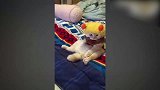 主人给小猫换了衣服，小猫坐在床上安静的看着电视，有趣！