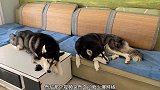 训练哈士奇十分钟学会系安全带，你们觉得可能吗