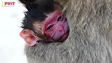 愚蠢的猴妈把新生猴儿坐在屁股底下，小猴的脸已经变成这个颜色了